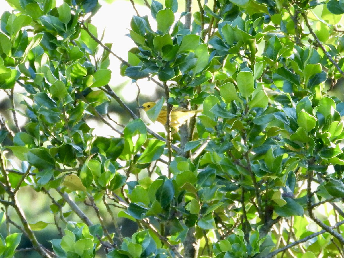 Yellow Warbler - ML620590130