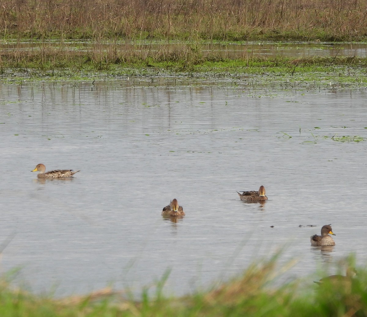 Yellow-billed Pintail - ML620590133