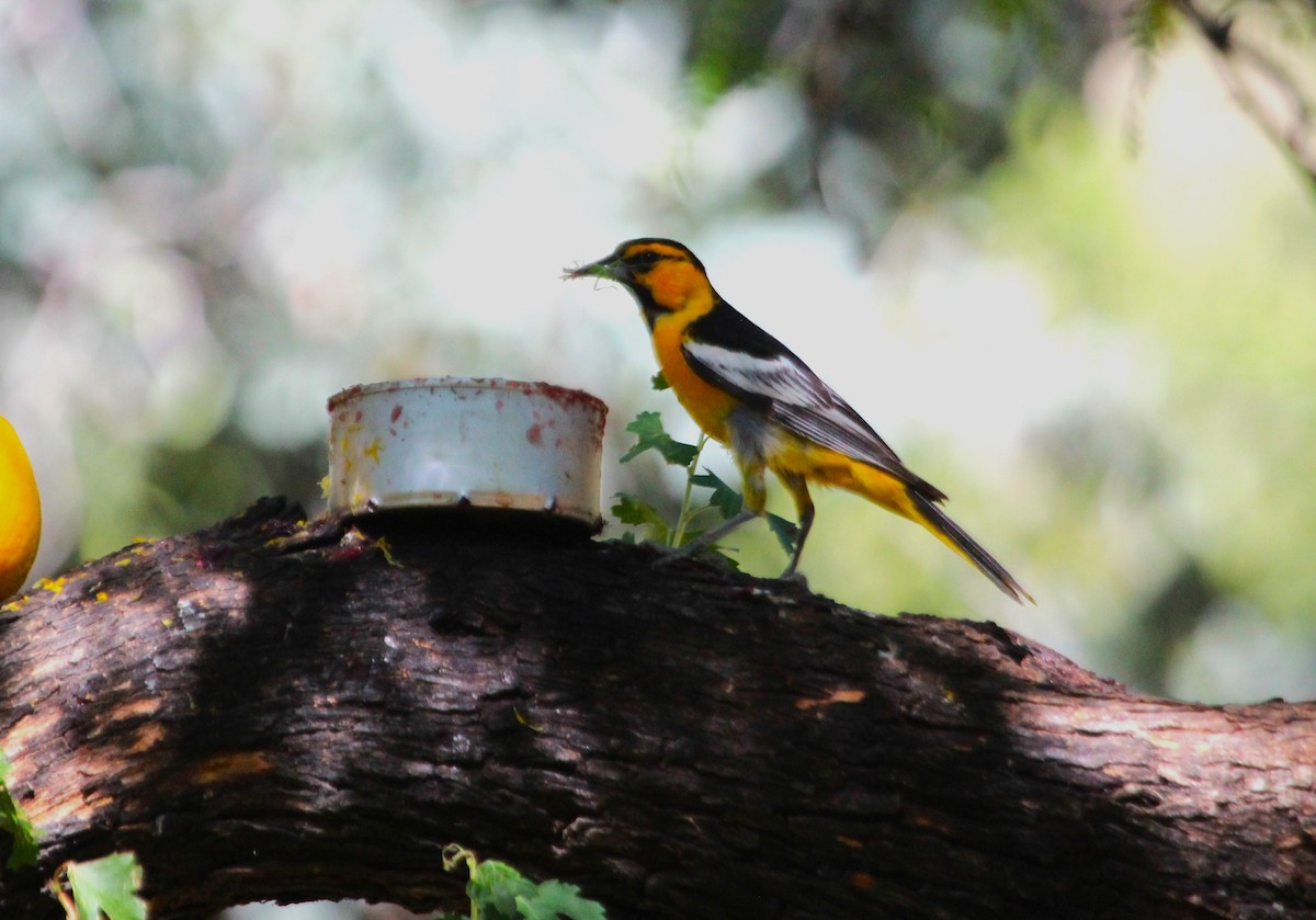 Bullock's Oriole - ML620590135