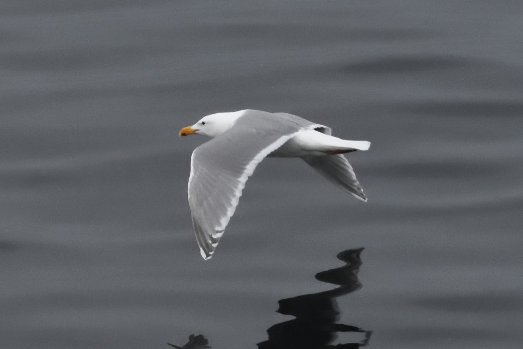 Glaucous-winged Gull - ML620590139