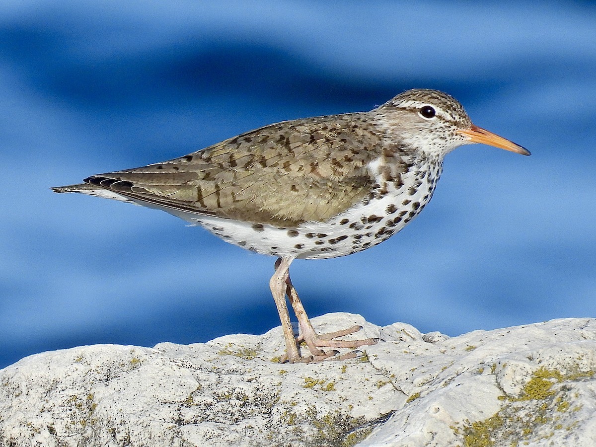 Spotted Sandpiper - ML620590140