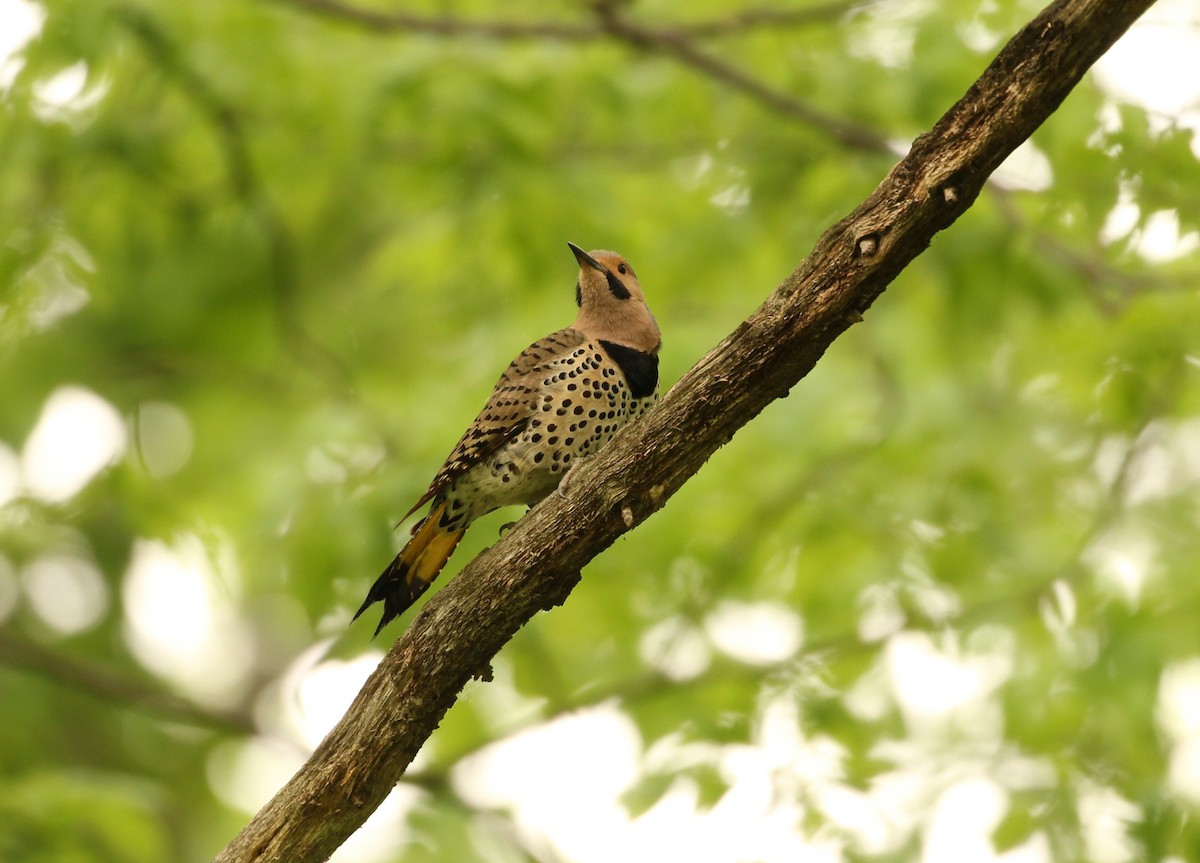 Northern Flicker - ML620590142