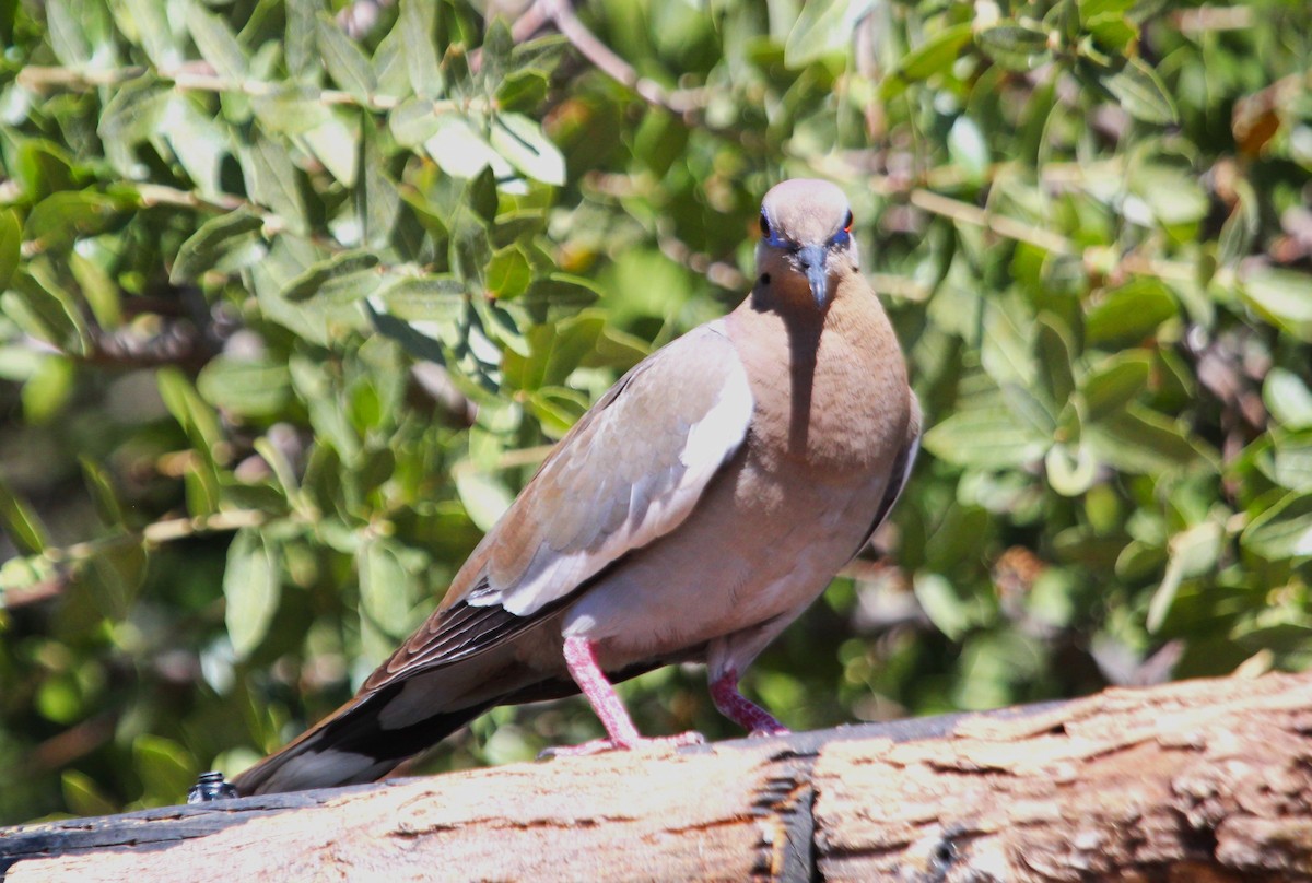 White-winged Dove - ML620590169