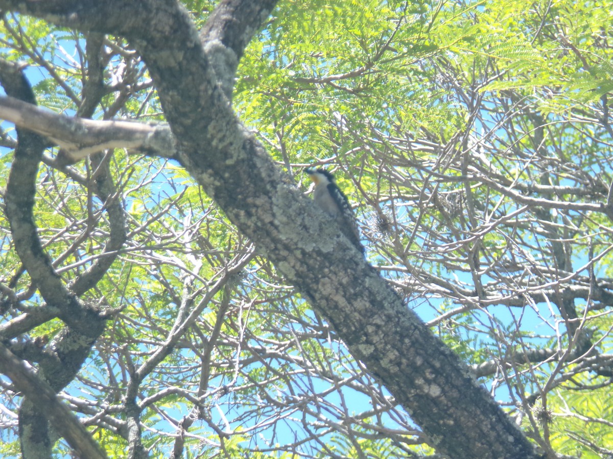 White-fronted Woodpecker - ML620590181