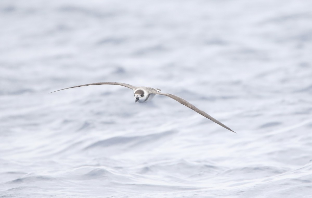 Black-capped Petrel - ML620590182