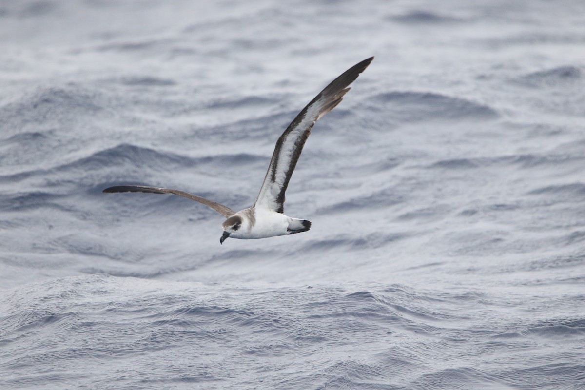 Black-capped Petrel - ML620590183