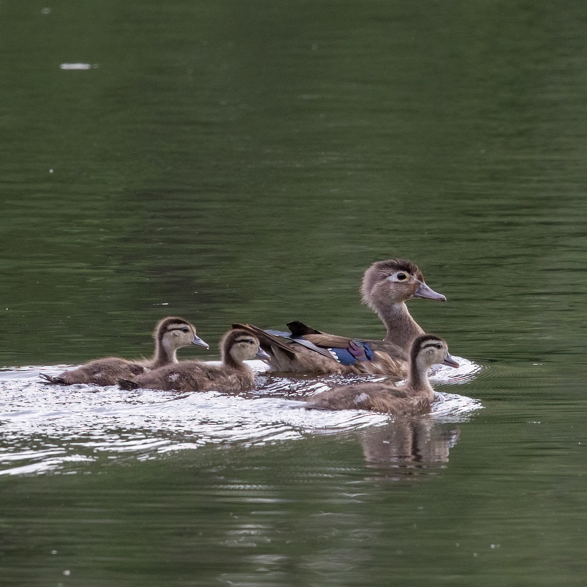 Wood Duck - ML620590187