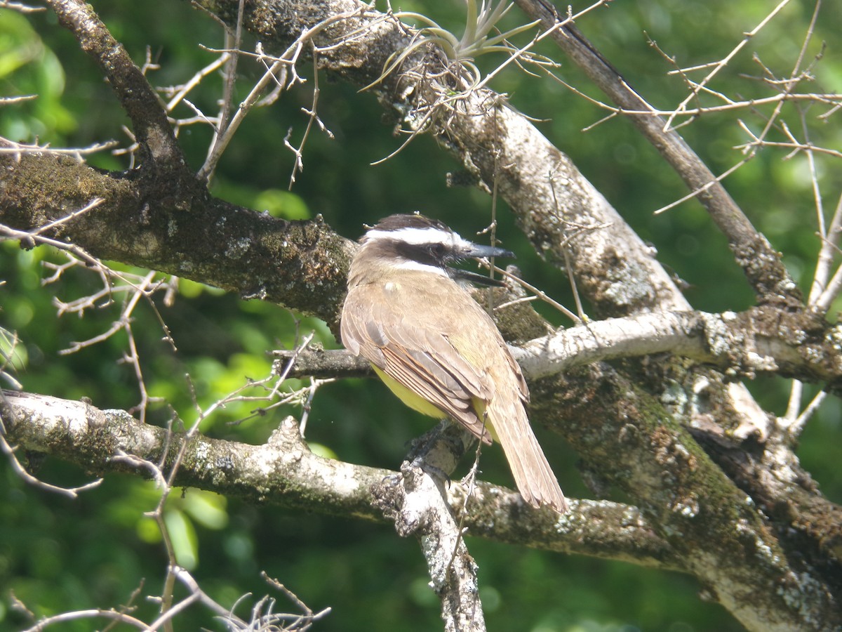 Great Kiskadee - ML620590189