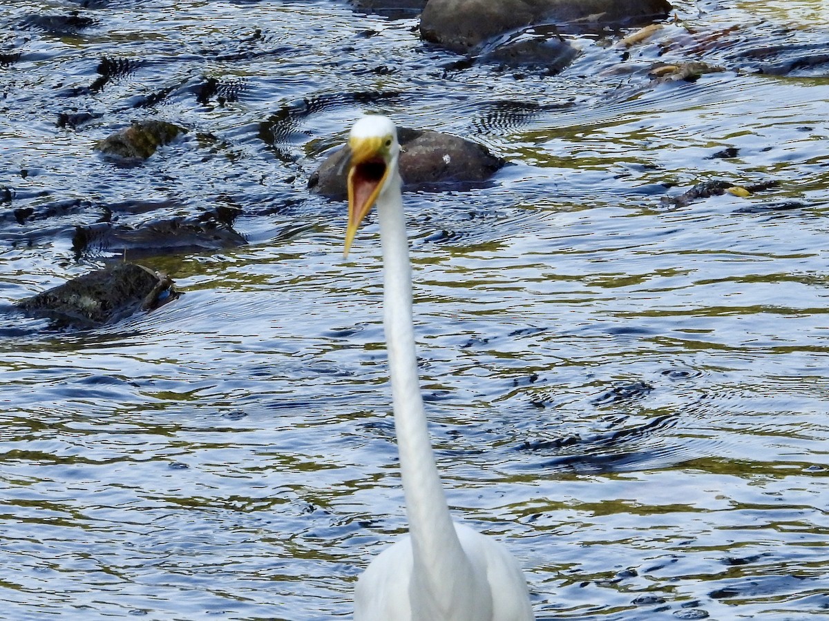 Great Egret - ML620590190