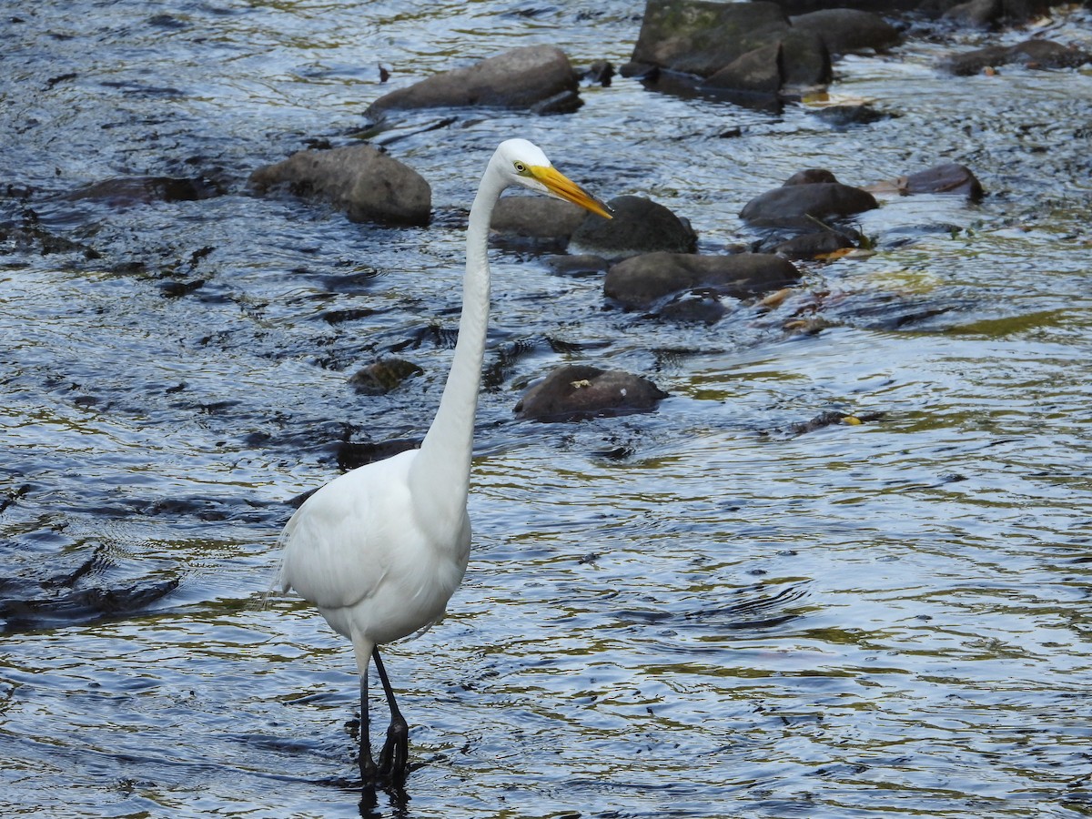 Great Egret - ML620590191