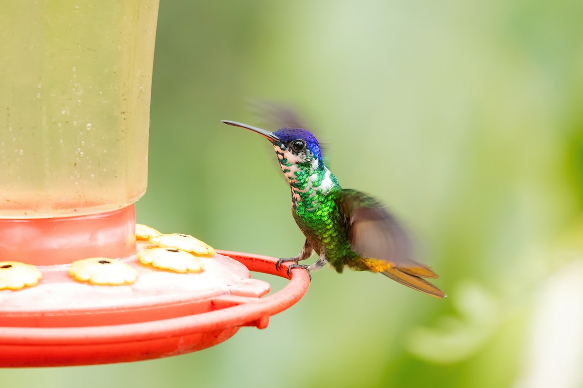 Golden-tailed Sapphire - Thibaud Aronson