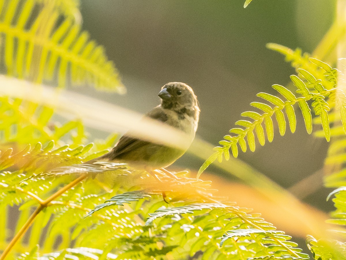 Yellow-bellied Seedeater - ML620590198