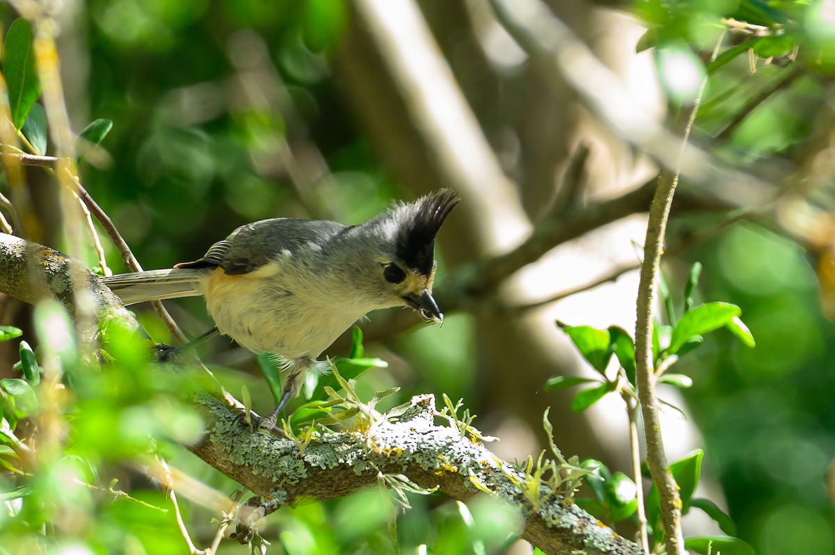 Black-crested Titmouse - ML620590200