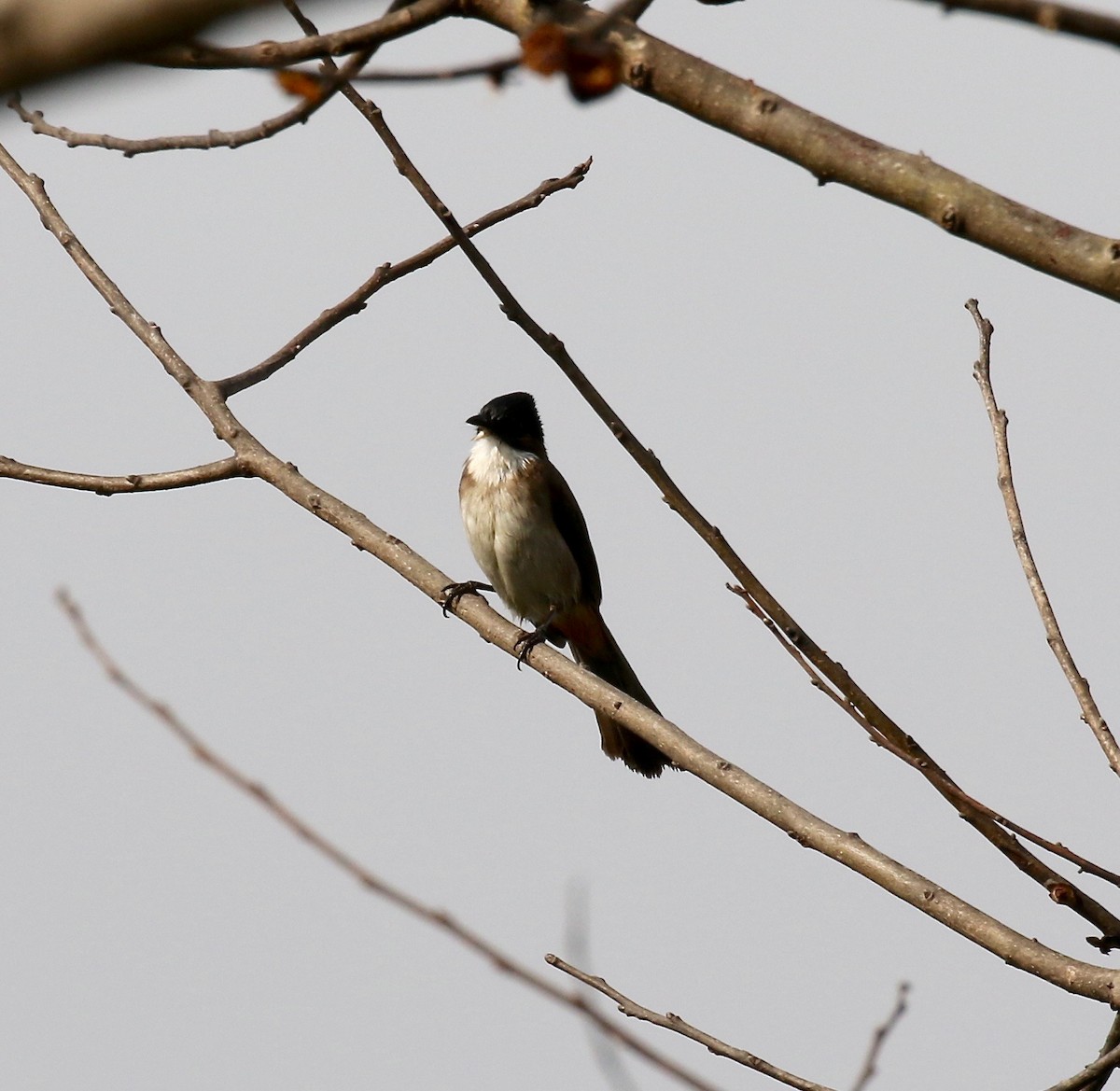 Bulbul à poitrine brune - ML620590205