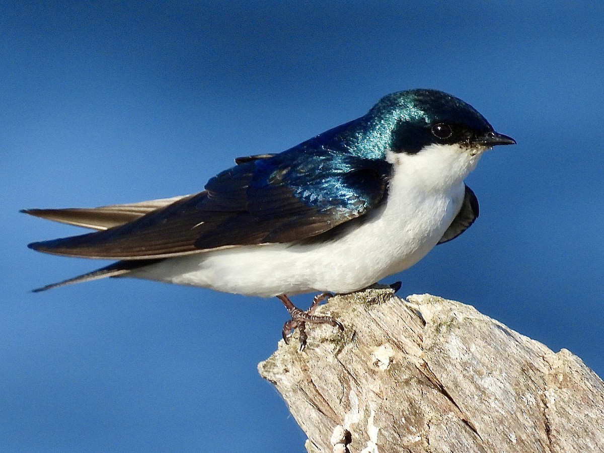 Golondrina Bicolor - ML620590217