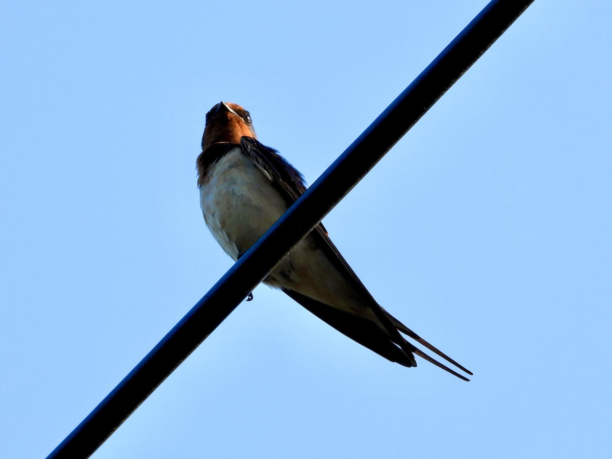 Barn Swallow - ML620590222