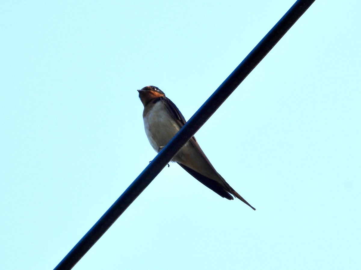 Barn Swallow - ML620590223