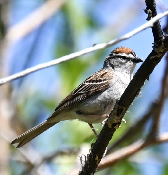 Chipping Sparrow - ML620590225