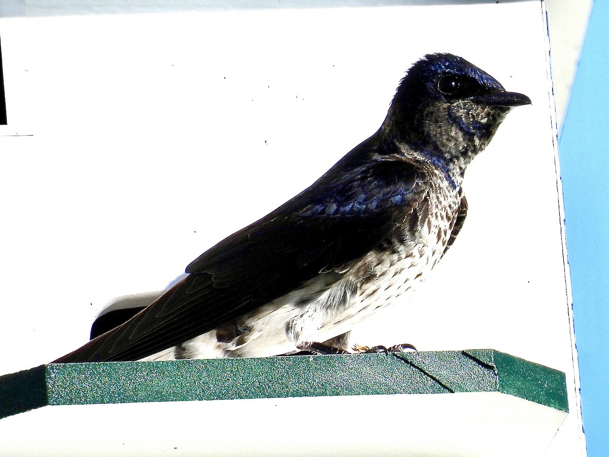 Purple Martin - ML620590227