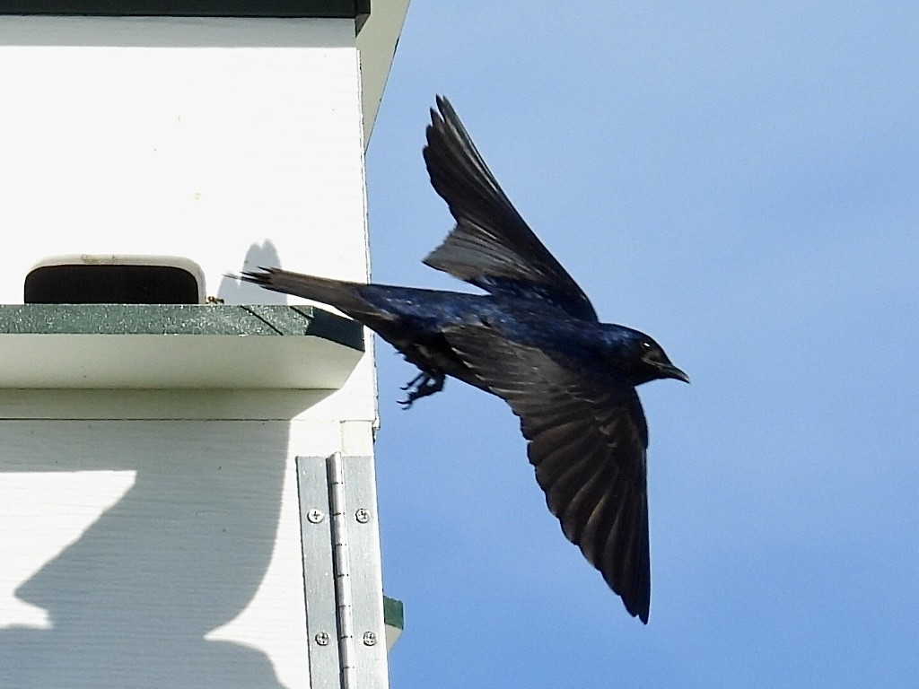 Purple Martin - ML620590229