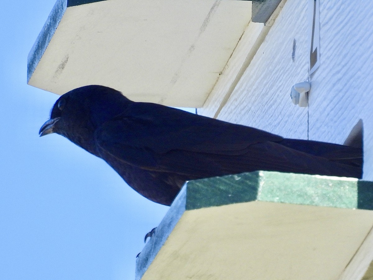 Purple Martin - ML620590232