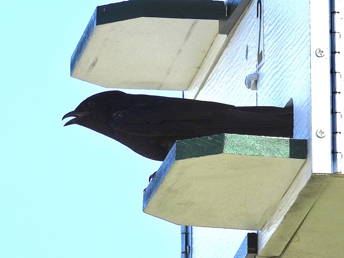 Purple Martin - ML620590233