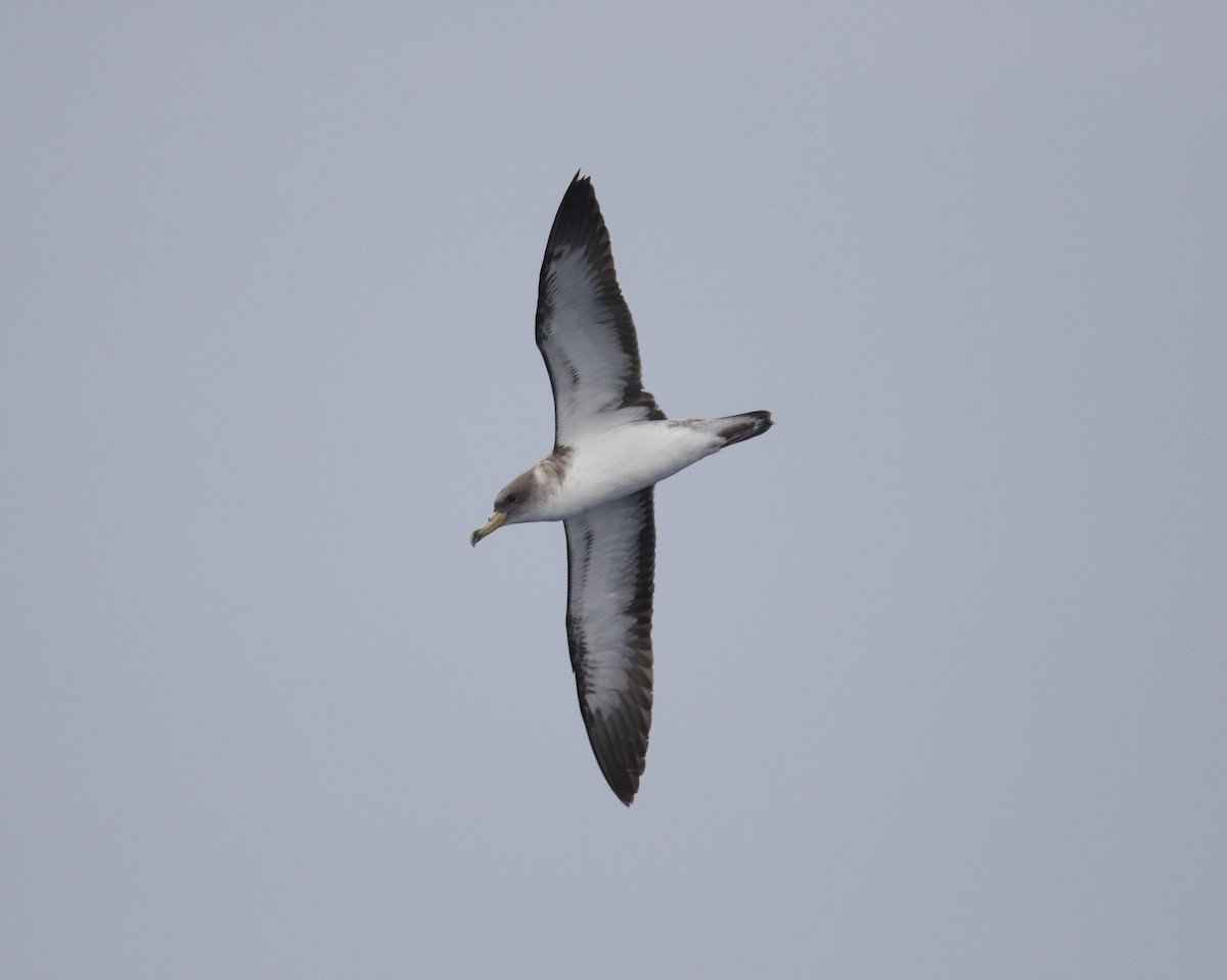 Cory's Shearwater (borealis) - Wade Baker