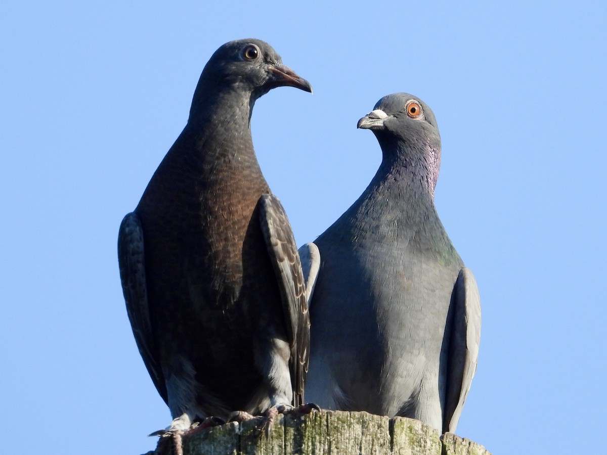 Rock Pigeon (Feral Pigeon) - ML620590241