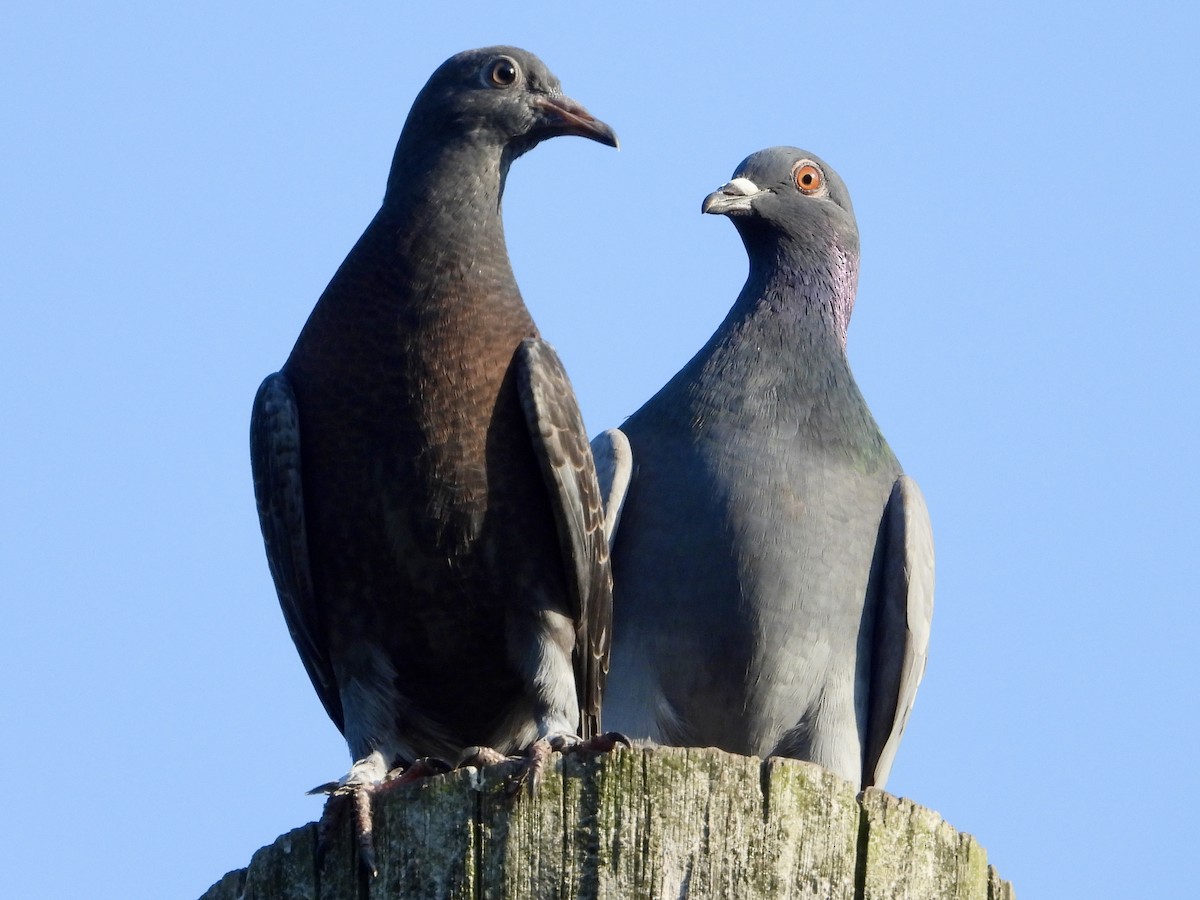 Rock Pigeon (Feral Pigeon) - ML620590242