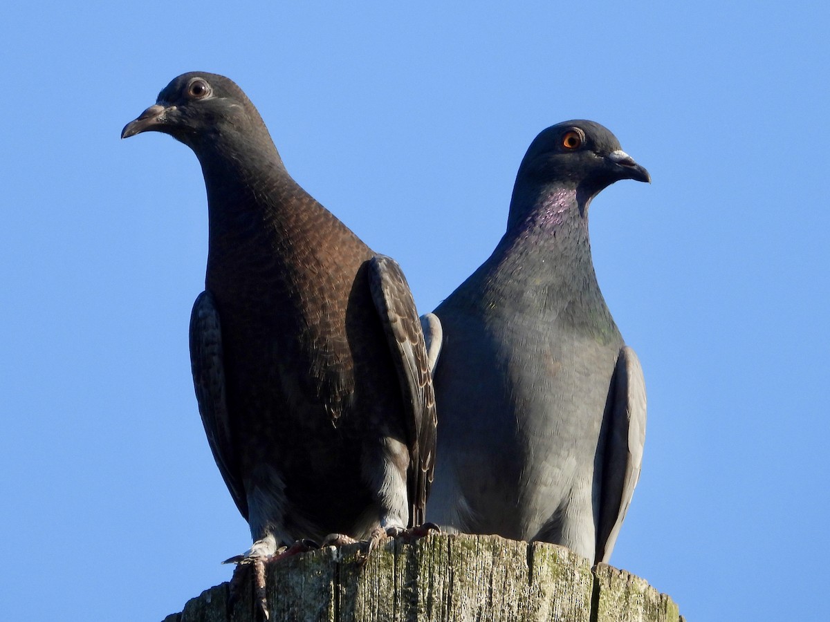 Rock Pigeon (Feral Pigeon) - ML620590243