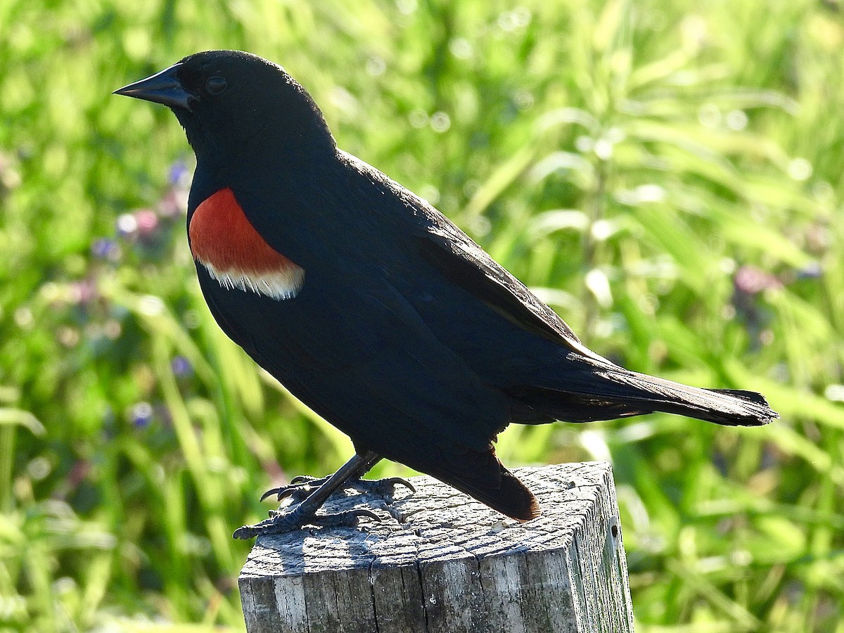 Red-winged Blackbird - ML620590244