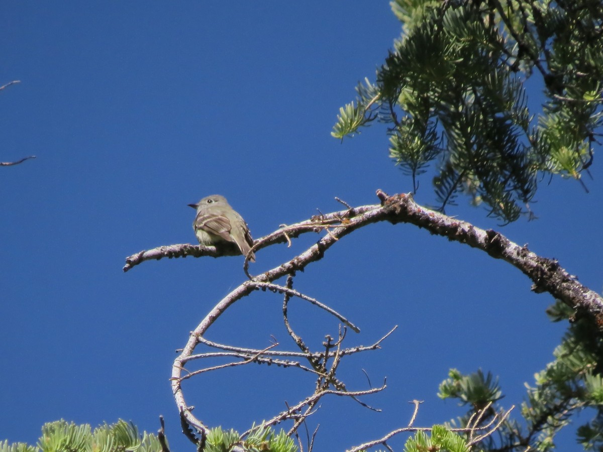 Hammond's Flycatcher - ML620590269