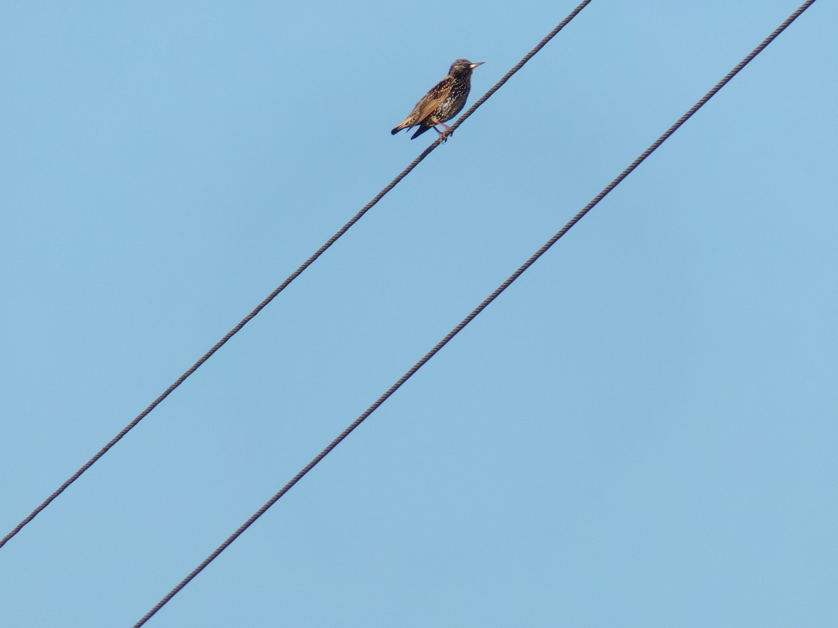 European Starling - Germán Antúnez Tort