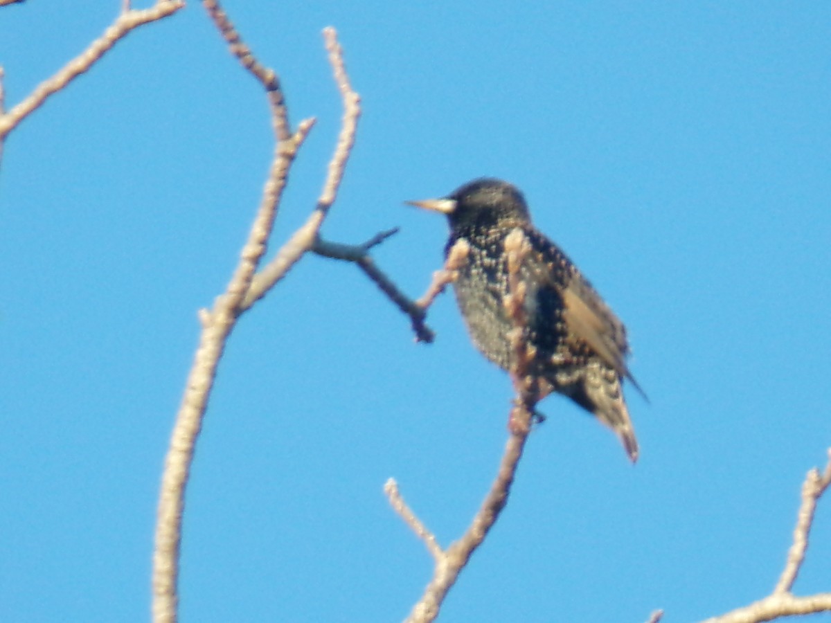 European Starling - ML620590278