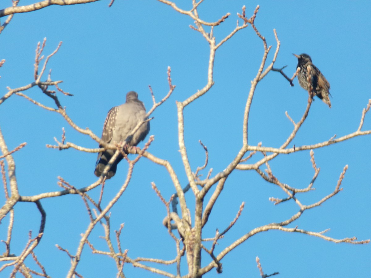 European Starling - ML620590279