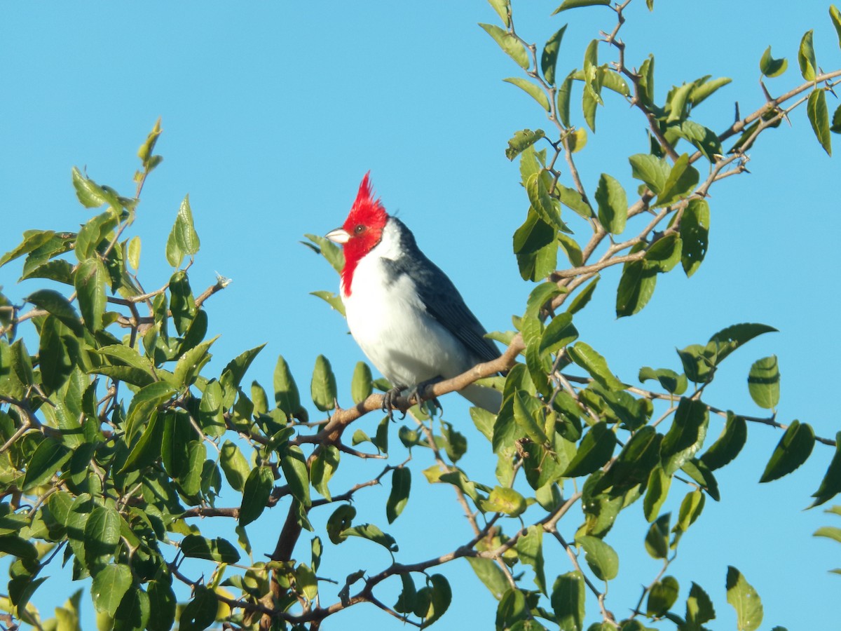 Red-crested Cardinal - ML620590296