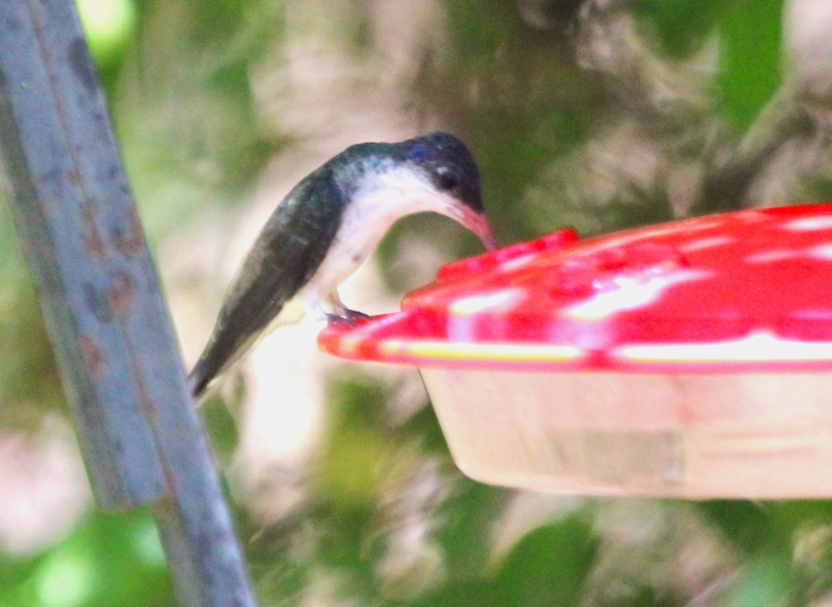 kolibřík fialovokorunkatý - ML620590308
