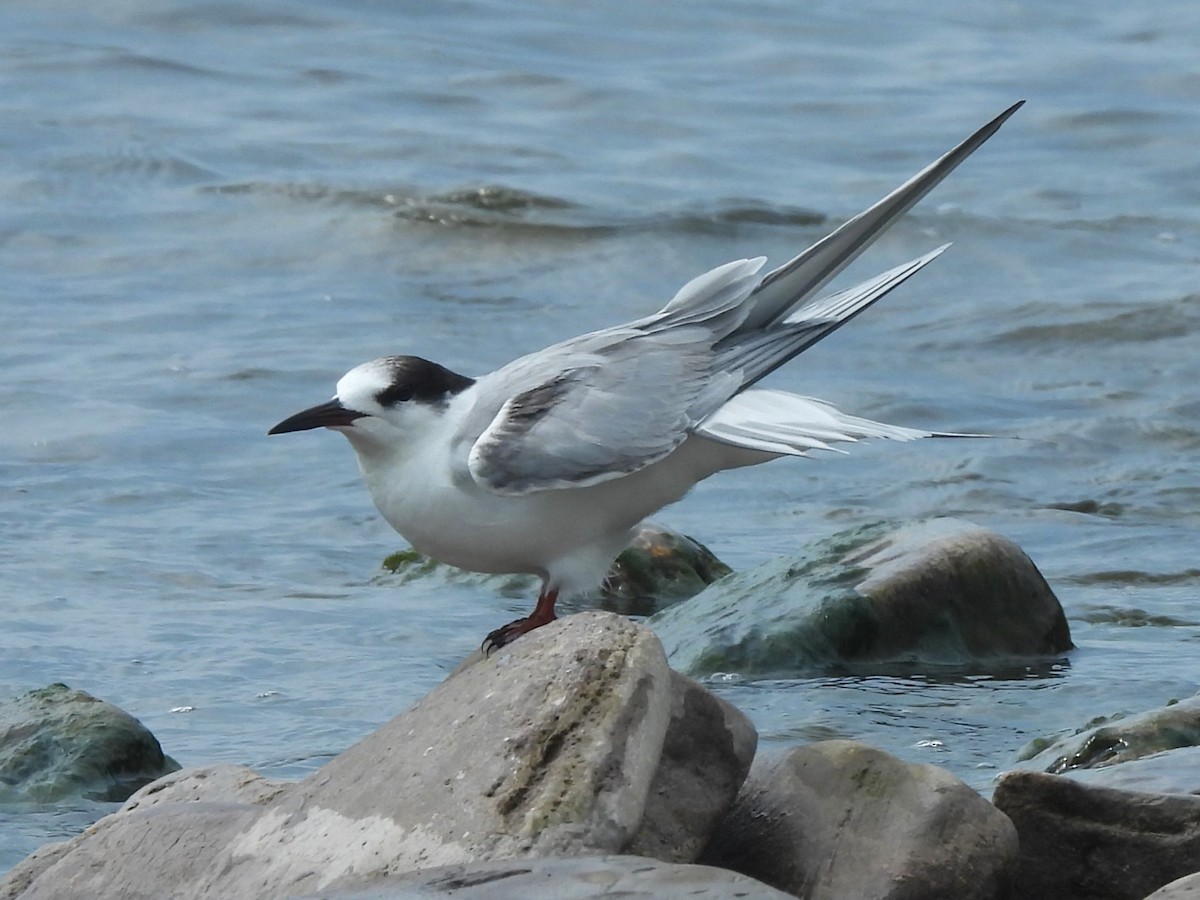 Common Tern - ML620590312
