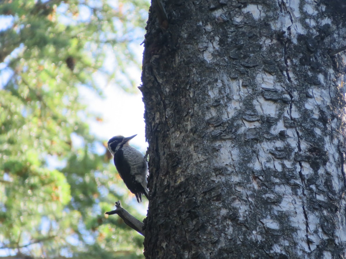 American Three-toed Woodpecker (Rocky Mts.) - ML620590320