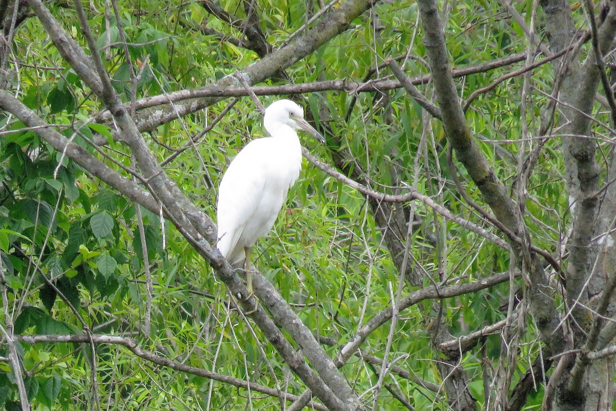 Little Blue Heron - ML620590329