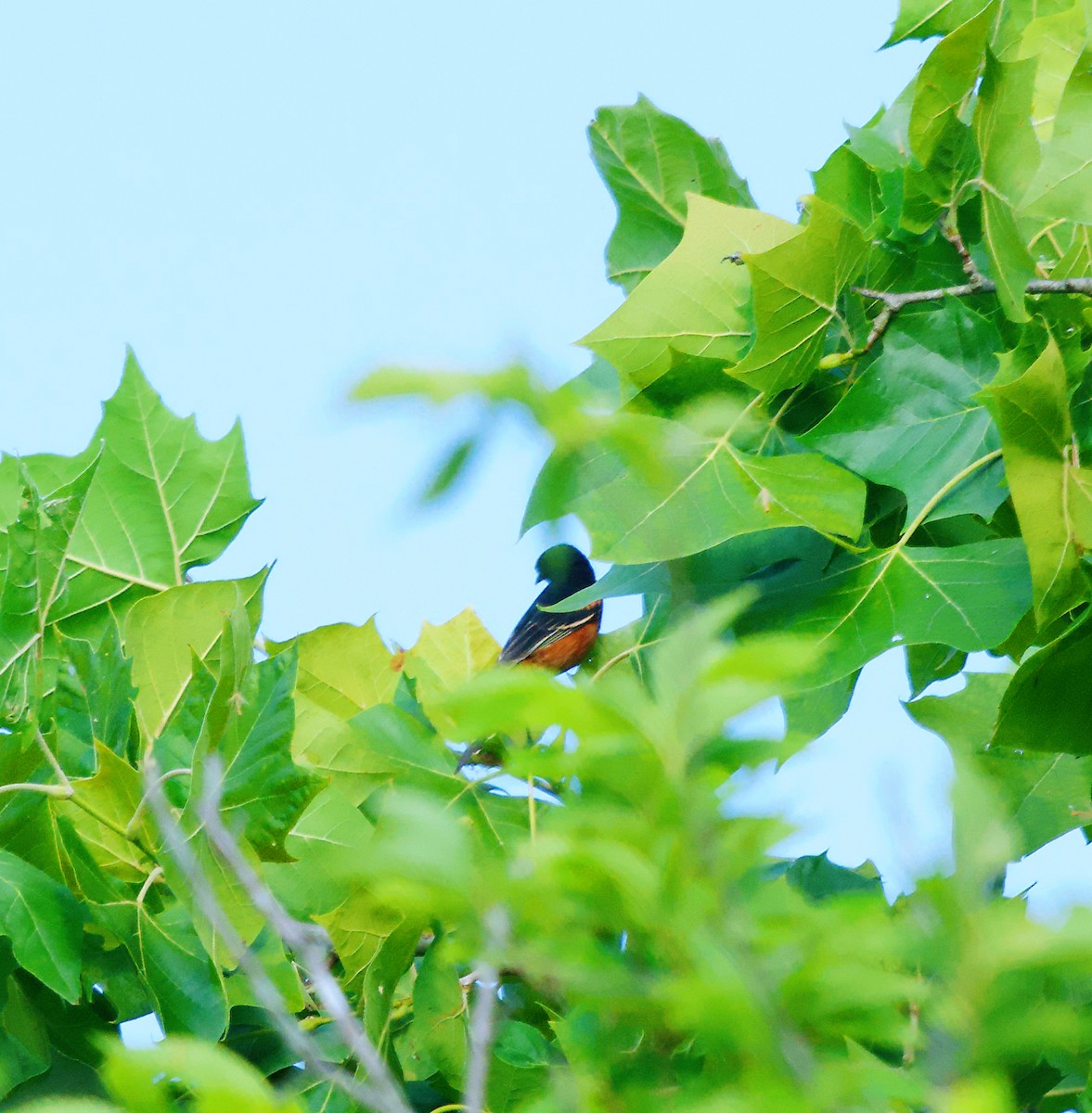 Orchard Oriole - ML620590339