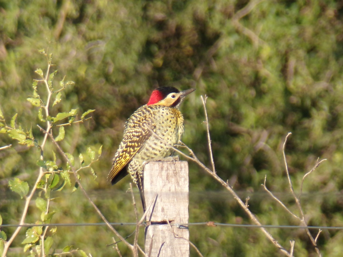 Green-barred Woodpecker - ML620590348