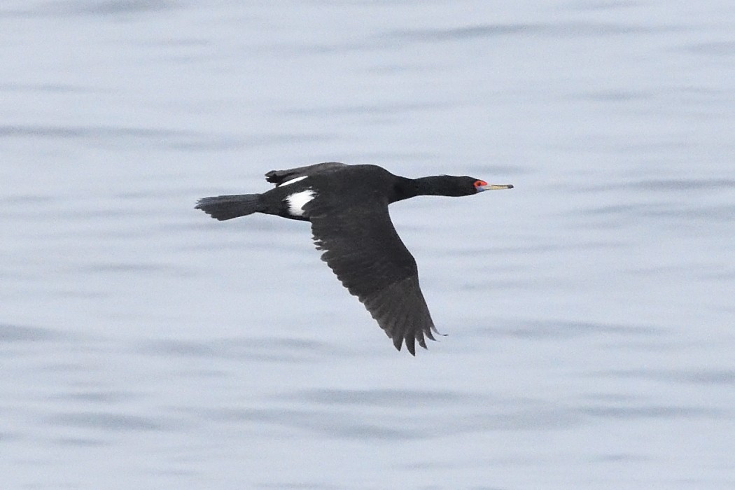Red-faced Cormorant - ML620590372