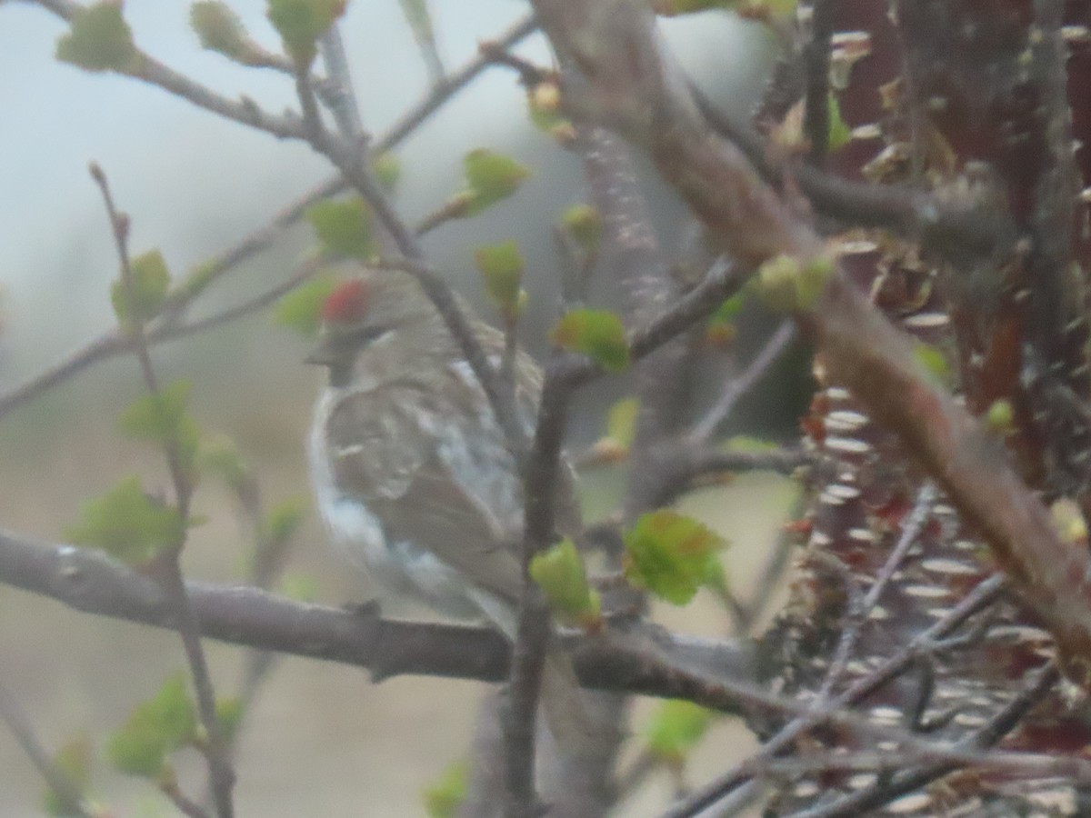 Hoary Redpoll - ML620590380