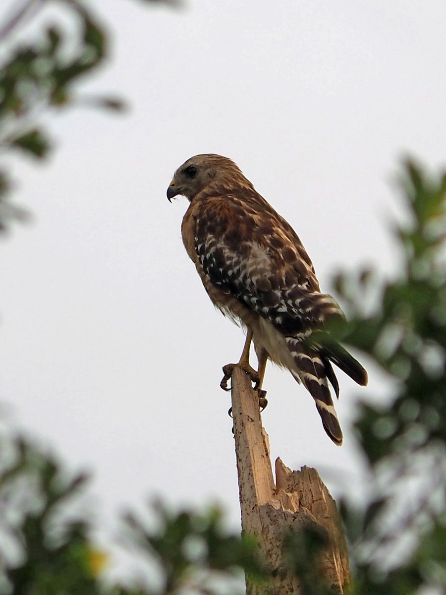 Red-shouldered Hawk - ML620590396