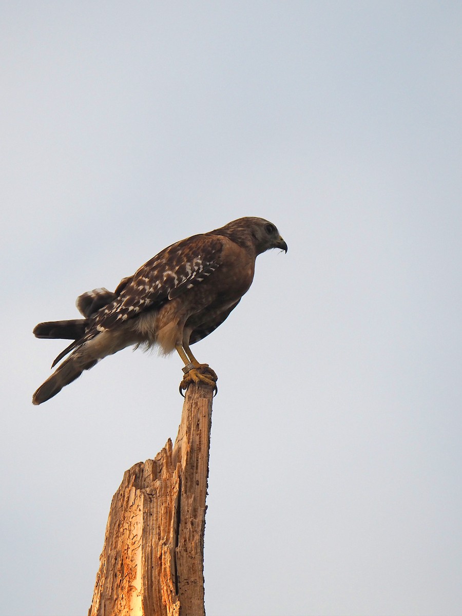 Red-shouldered Hawk - Sergey Buben