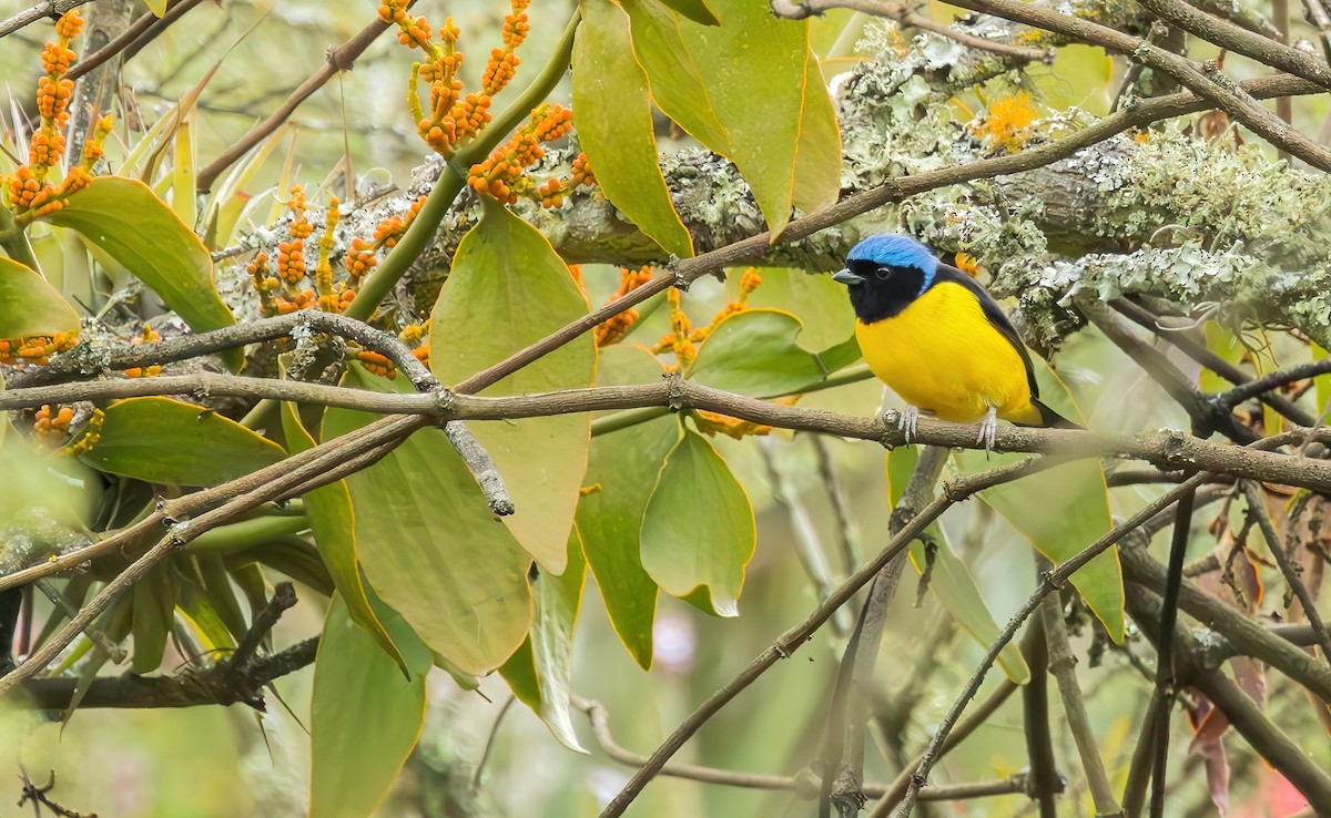 Golden-rumped Euphonia - Connor Cochrane