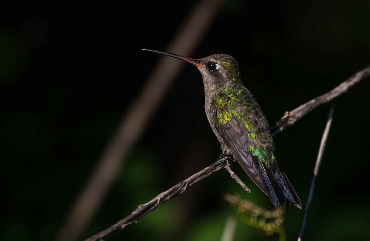 kolibřík širokozobý - ML620590400