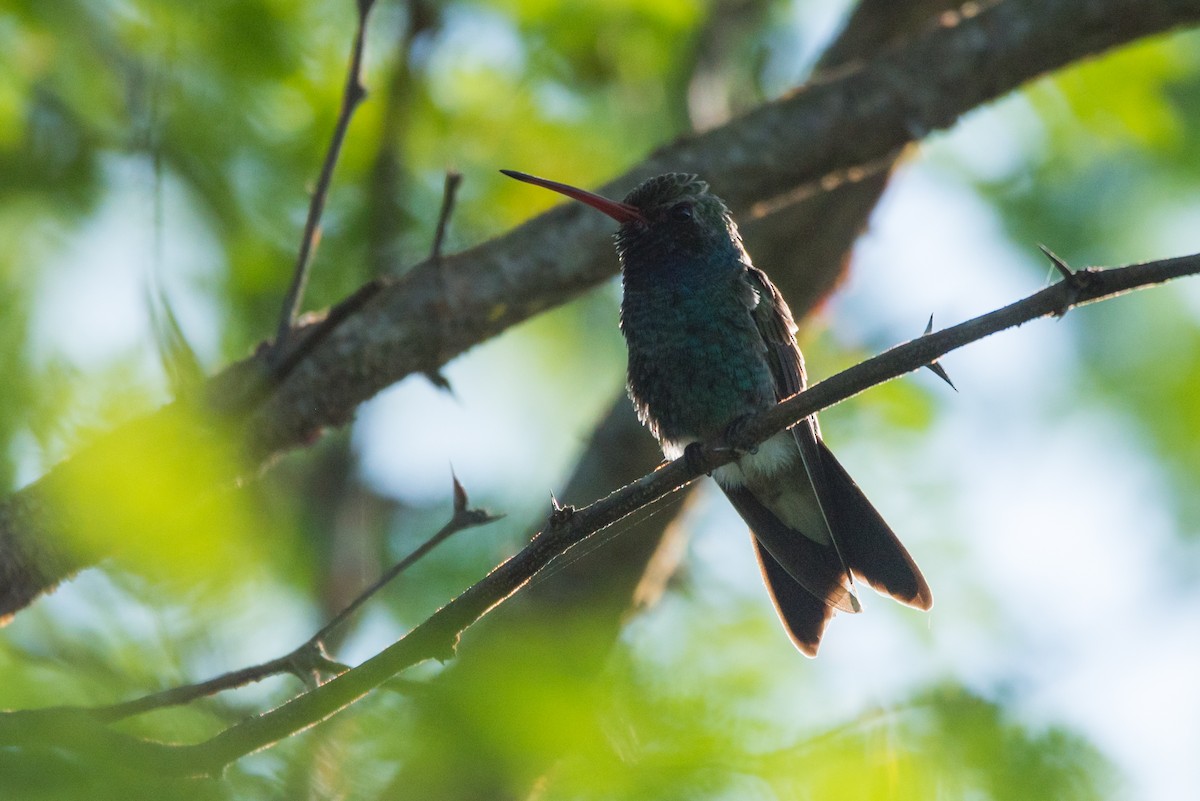 Colibrí Piquiancho Común - ML620590401