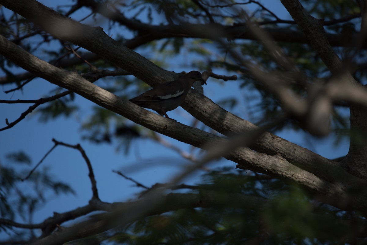 White-winged Dove - Kalee Vidana